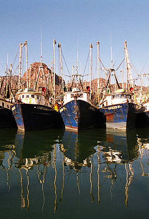 Shrimp fleet in harbour. Gulf of California, Mexico. Each year, anywhere between 40 and 80 vaquitas are killed: in gillnets and trawl nets used in both artisanal and commercial fishing. At the same time, the habitat of the species has been altered by damming of the Colorado River in the US. The tributaries of the Colorado River drain through the agricultural lands of Southern California and the Mexicali valley. A potential problem is the presence of organic compounds and chemical fertilizers, which concentrate in the watershed. Photograph courtesy of WWF and © Gustavo Ybarra / WWF-Canon
